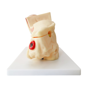 Tıp eğitimi için plastik kulak modeli anatomik 3d insan kulak modeli 3 kez büyütme modeli - Product Image 4
