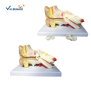 3-bölüm büyük boy PVC ve plastik insan kulağı 3D anatomik modeli tıp bilimleri için okullar ve hastaneler için - Product Image 2
