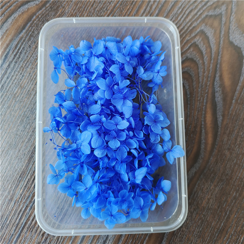 Boîte d'hortensias lobulaires Anna, coloration décolorante bleu saphir - 5g