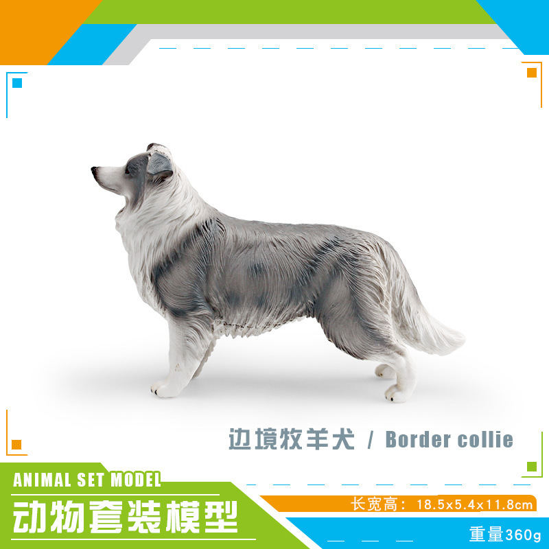 PL127-1655 Border Collie 360g
