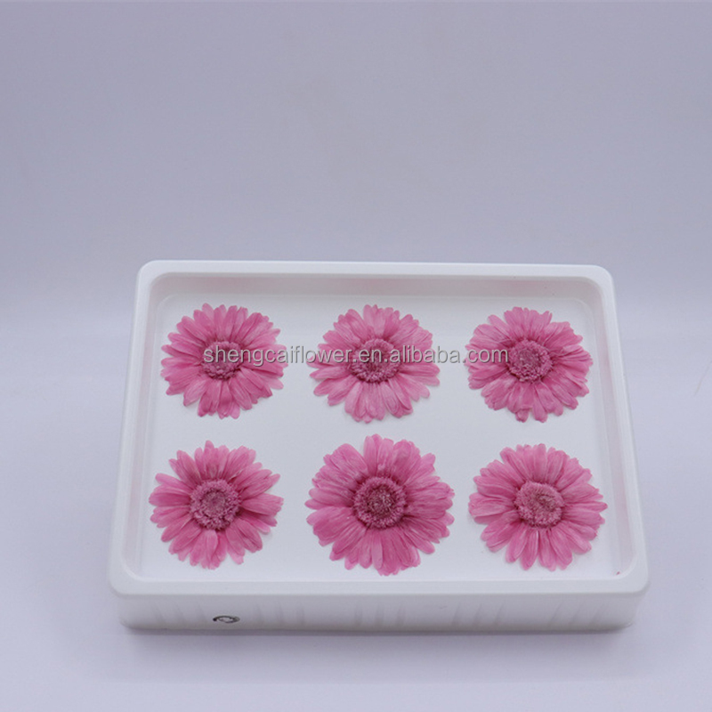 Preserevd African daisyp 6cs/box