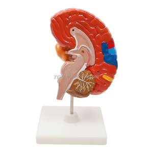 Insegnamento educativo scuola biologica Area funzionale colorata metà cervello umano modello medico attrezzature educative - Product Image 1