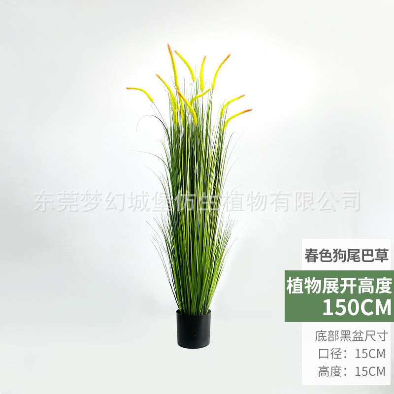 Plante en pot d'herbe de type "foxtail" aux couleurs printanières (150 cm)