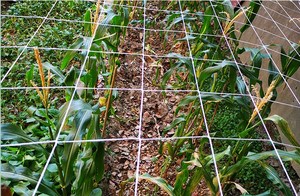 Reti di supporto per reti da giardino in poliestere per piante a traliccio per piante di fagioli che si arrampicano - Product Image 6