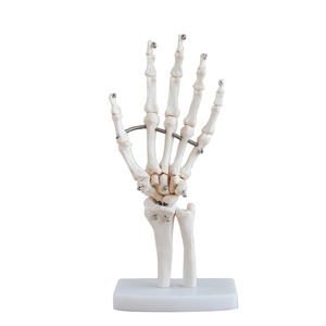 Tıp bilimi yaşam boyu anatomik insan el iskeleti modeli - Product Image 1