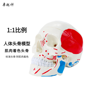 Life-Size <strong>3</strong>-Part <strong>Human</strong> Skeleton Model with Muscle Origin and Insertion Points Color-coded Skull Model for Medical Science