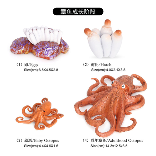 2437 Cycle de vie du poulpe