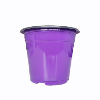 Viola