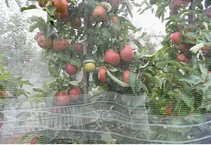New Hdpe Add Uv Anti <strong>Hail</strong> Netting Protect From Daging Hailstorm <strong>Hail</strong> Protection <strong>Net</strong> Anti <strong>Hail</strong> <strong>Net</strong> for <strong>Tree</strong> Agriculture - Product Image 4