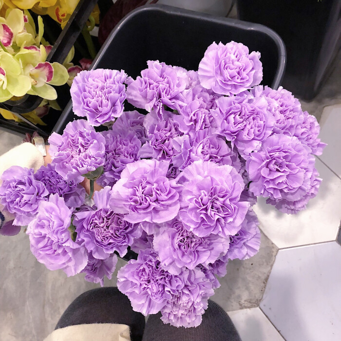 Pourpre clair