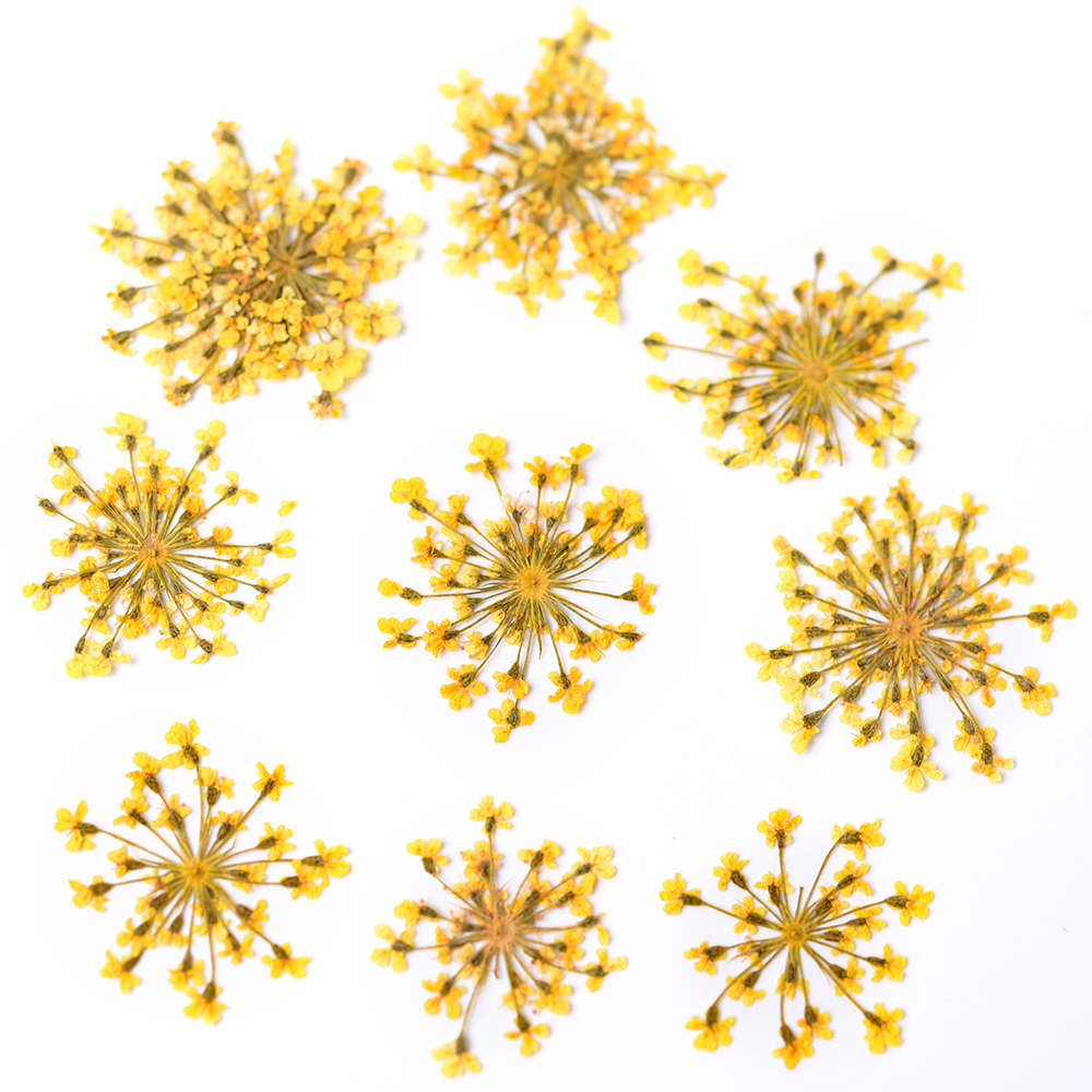 Yellow Star Cluster Flowers