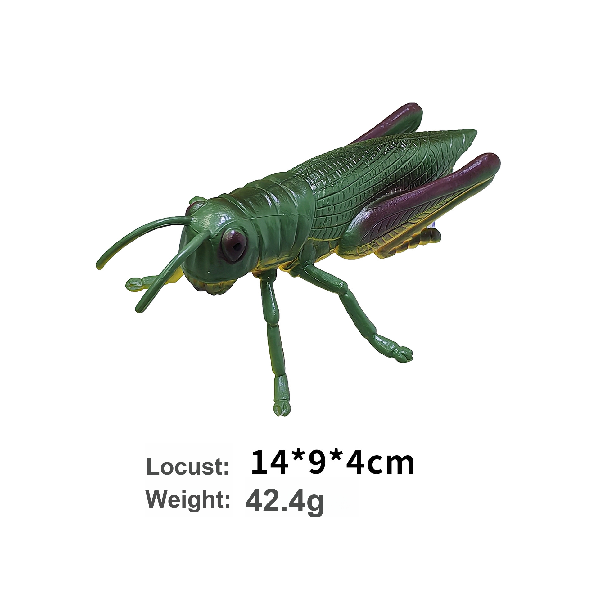 Criquet coloré