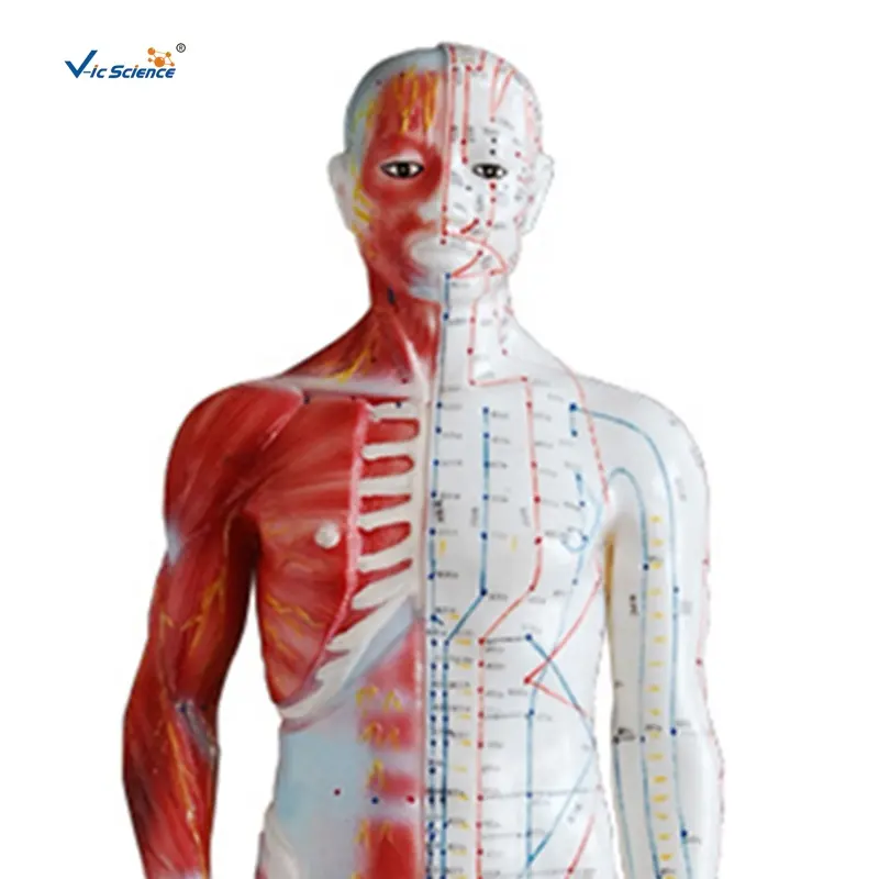 Modelo de enseñanza de 60CM, modelo de acupuntura, cuerpo humano con puntos de acupuntura