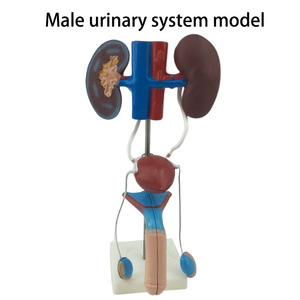 2025 yeni KRC insan erkek üriner modeli üriner sistemi modeli tıbbi öğretim gösteri insan anatomik böbrek modeli - Product Image 2