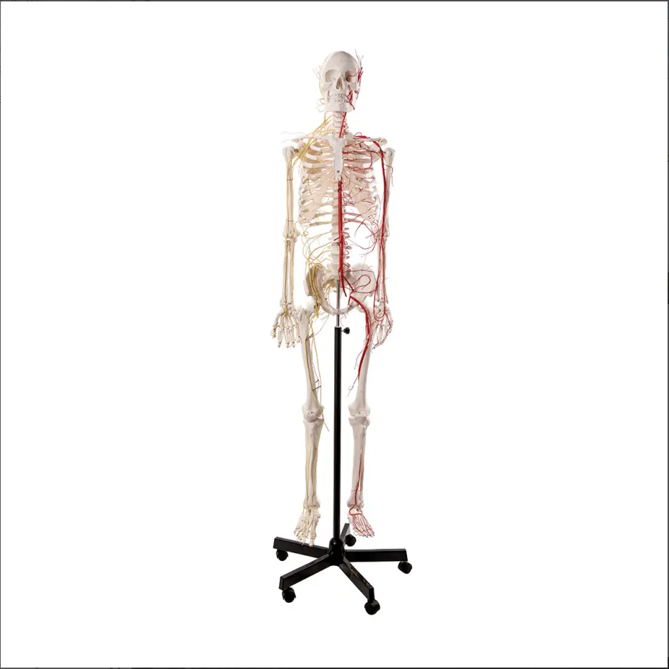 XX-A101BVN Medical ensino modelo 170cm esqueleto humano modelo com neurovascular é adequado para escolas e hospitais