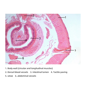 Giun đất t. S. Chuẩn bị trượt thực vật học động vật kính hiển vi phòng thí nghiệm trượt giảng dạy vật tư giáo dục - Product Image 3