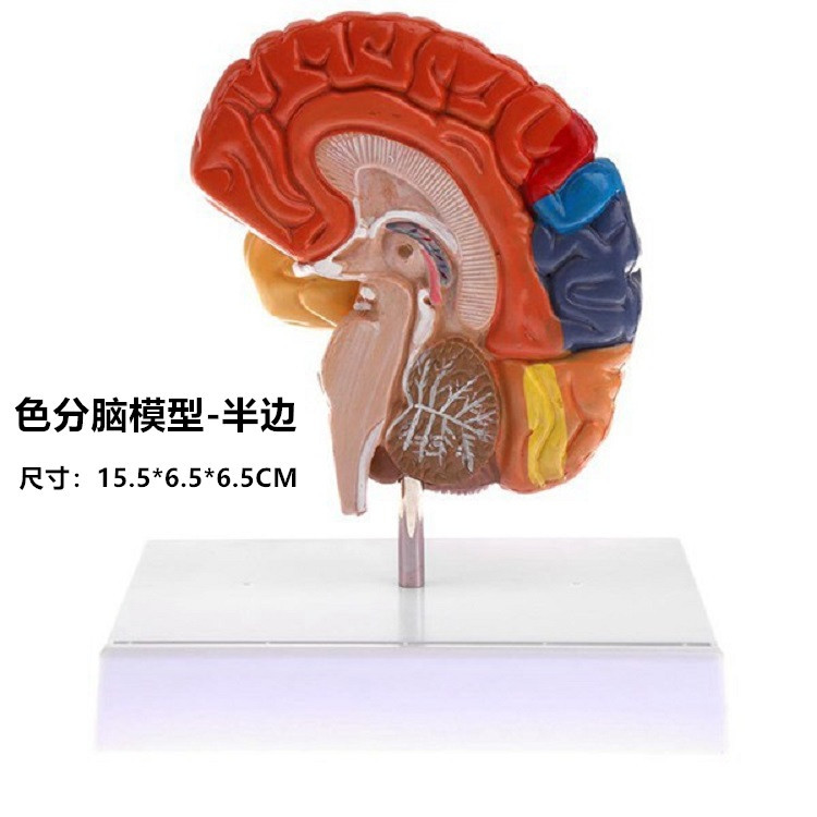 Half-color brain model