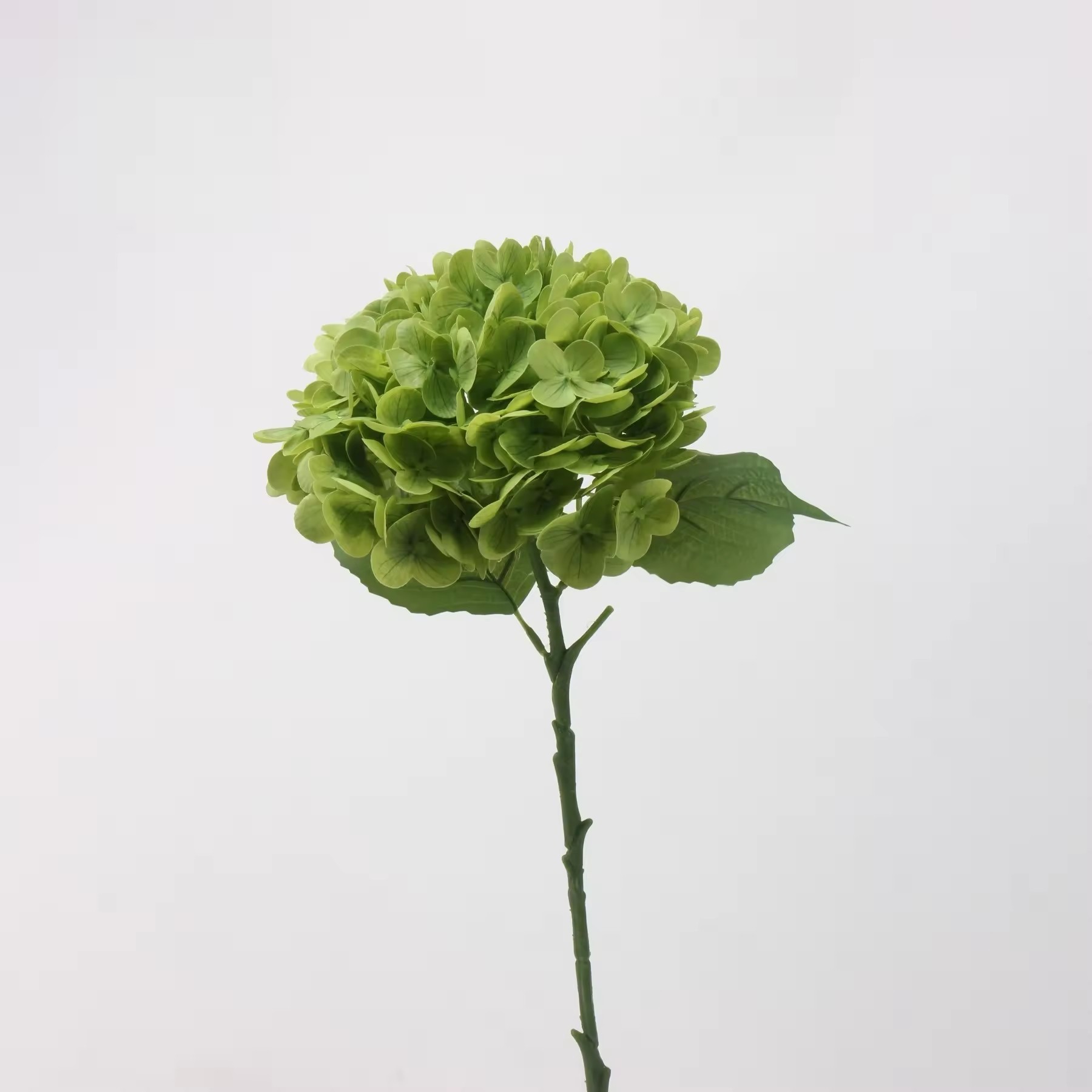 Verde chiaro