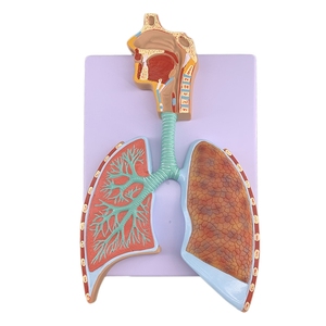 Tıp bilimi İnsan anatomik modeli pulmoner solunum ve dolaşım sistemi Model beyin - Product Image 2