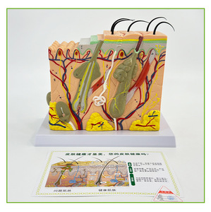 Medical 3D PVC Manikin Enlarged <strong>Human</strong> Layered Anatomy Model for Teaching and Scalp Structure Study Skin Tissue Structure Model - Product Image 6