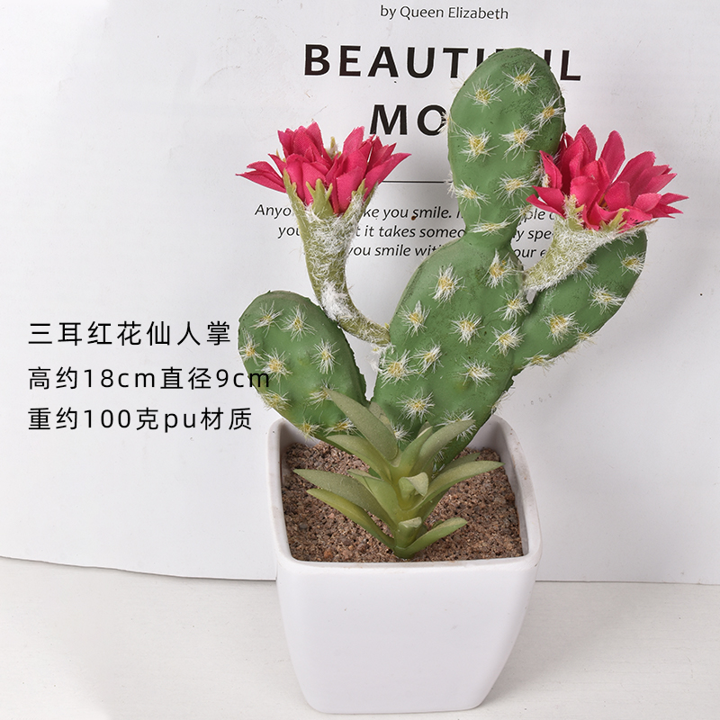 Cactus fleur rouge à trois oreilles