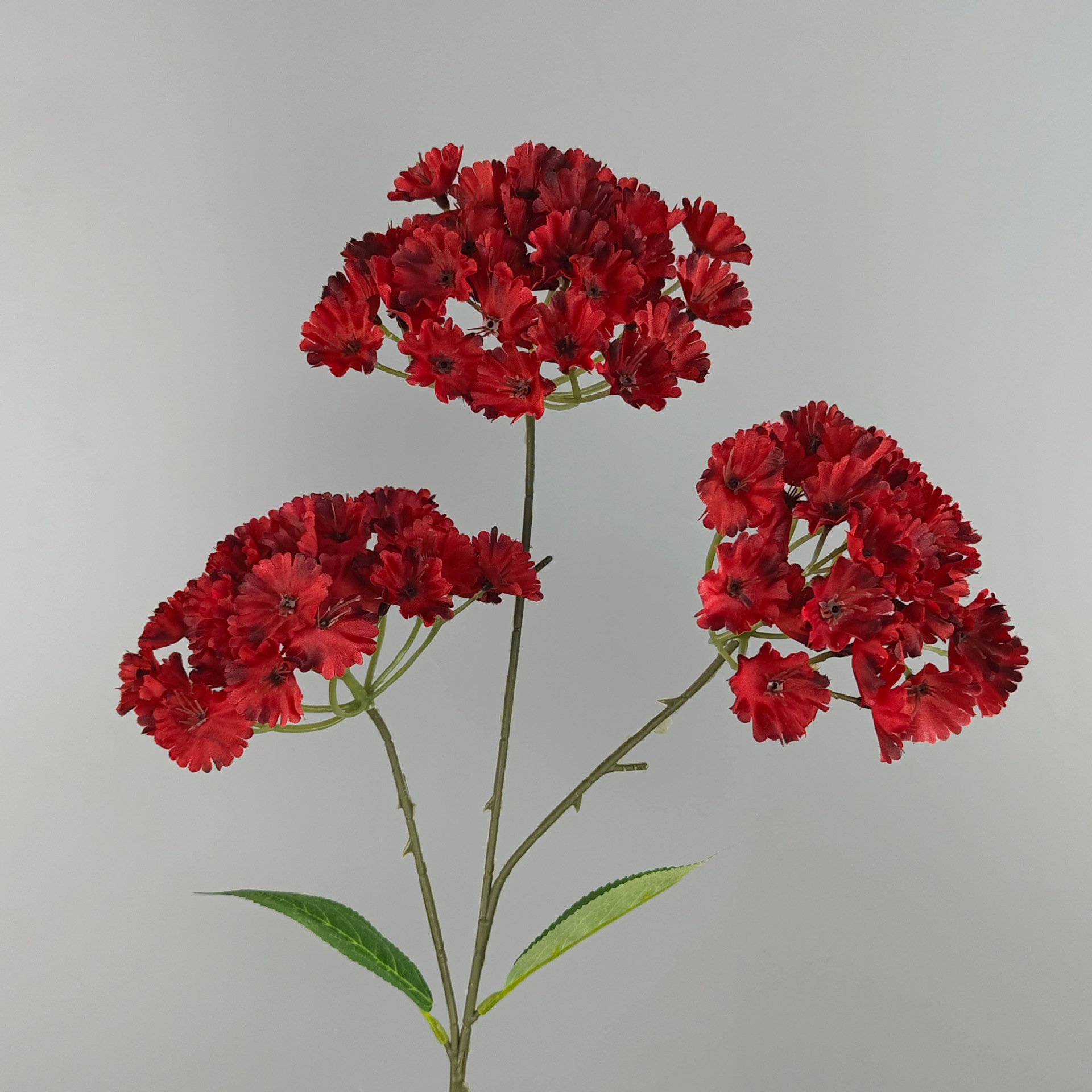 N'oubliez pas l'hortensia-rouge-70 cm