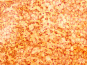 Producción de fábrica portaobjetos de microscopio portaobjetos preparados en histología serie de asignaturas enseñanza portaobjetos preparados 12 piezas conjunto - Product Image 2