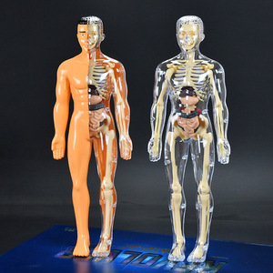 子供のSTEM認知科学教育玩具人体構造モデルパズル-科学 & 工学玩具 - Product Image 2