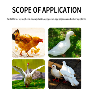 Gia cầm fowl Gà Thịt tăng cân vitamin bổ sung tăng trưởng tăng cường thức ăn phụ gia cho gà - Product Image 3