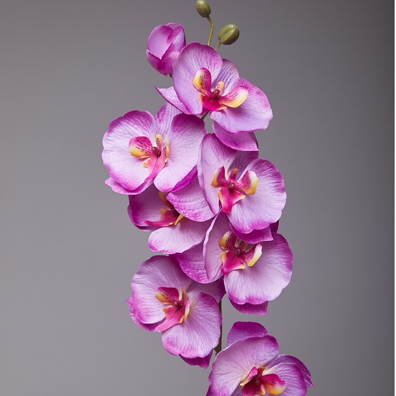 Printemps lumière pourpre