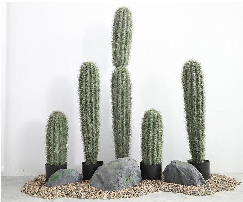 Dense thorn big-headed cactus set one