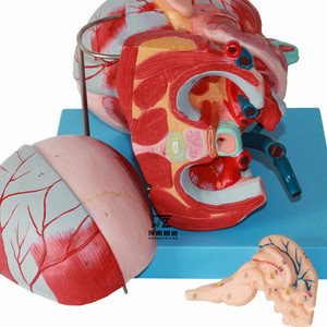 Kafa yüzeysel kaslar sinirler ve yüz kafa modeli yüz eğitimi yüz kas anatomisi kafa modeli muscl İnsan - Product Image 4