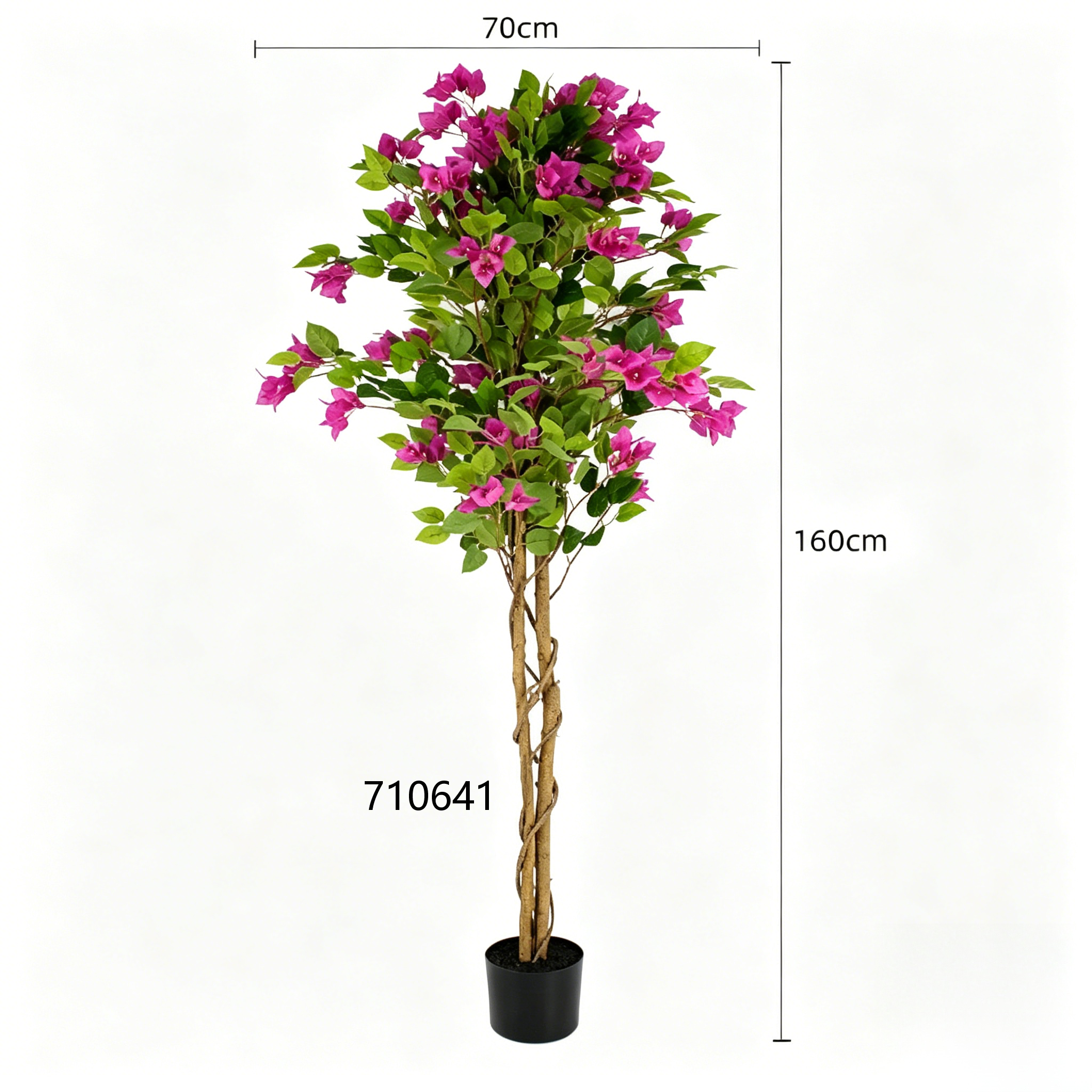 Fuchsia