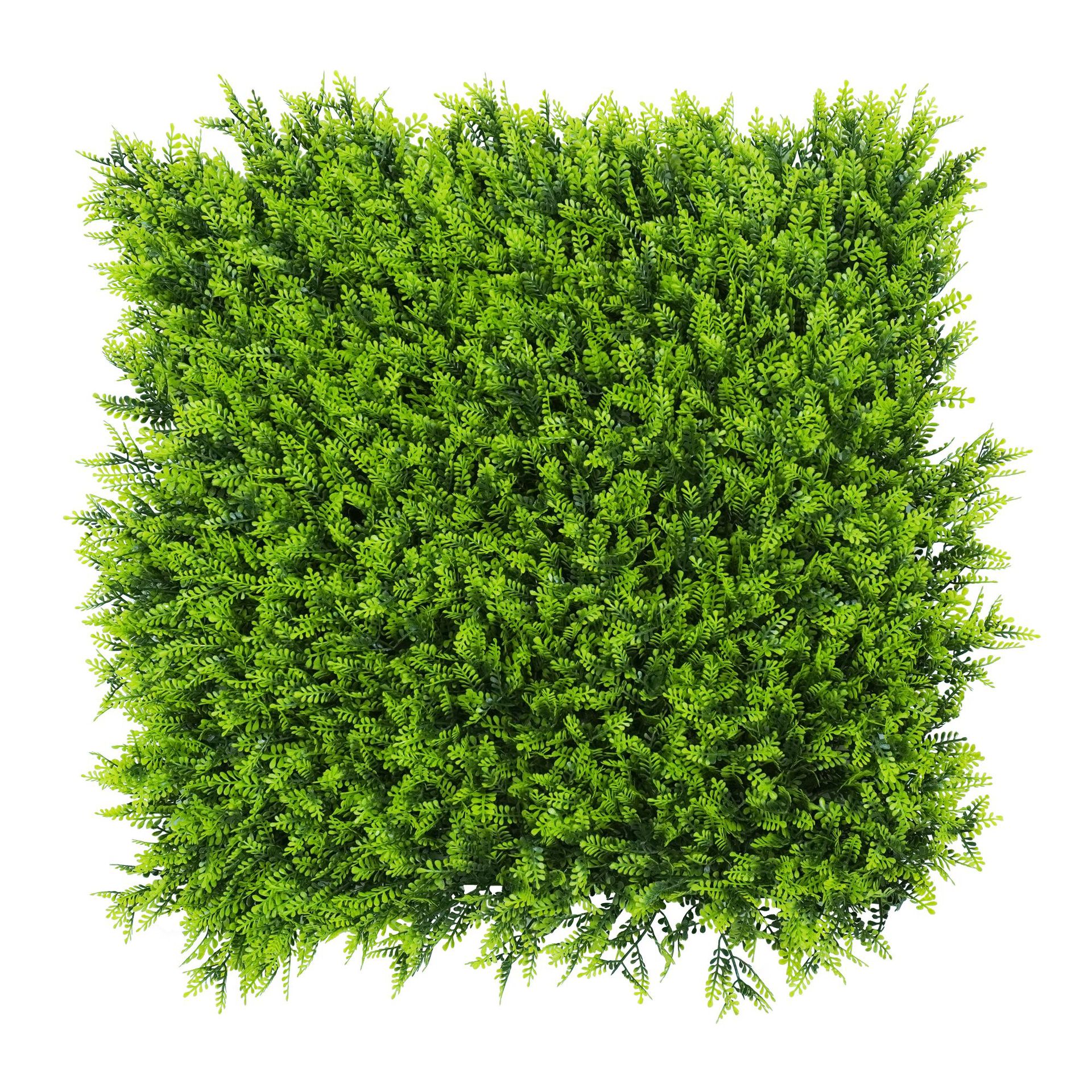 Mimosa pudique