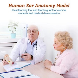 Ciencia tipo anatómico simulación de oído humano modelo de escritorio 1.5X - Product Image 6
