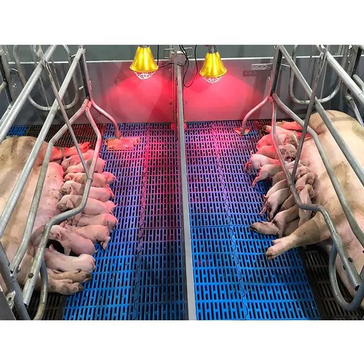 Piggery Thiết Bị Lợn Trang Trại Lồng Farrowing Thùng Và Gestation Gian Hàng Cho Doanh Số Bán Hàng