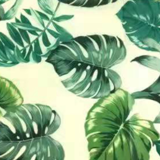 Monstera deliciosa