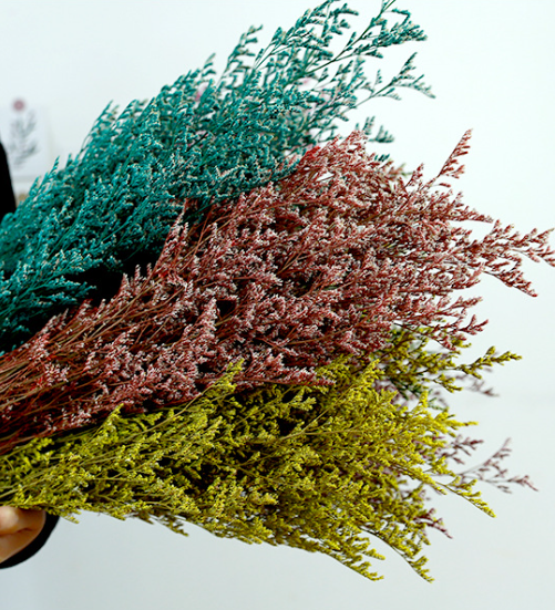 Limonium