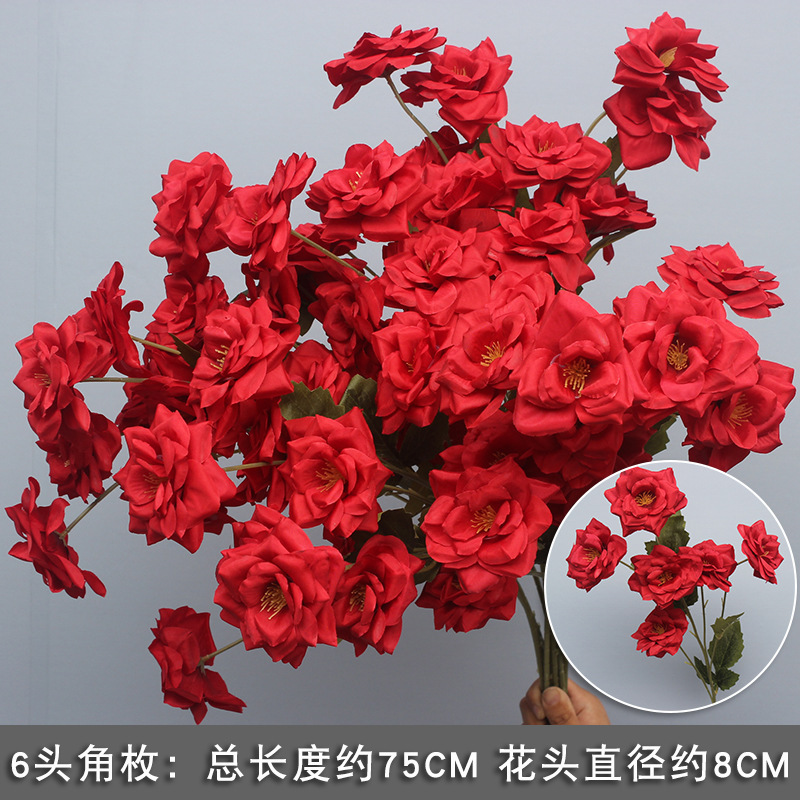6 rose roses