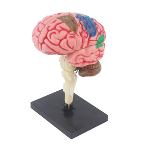 Diy组装4D人脑科学模型套件儿童学习益智玩具 - Product Image 6