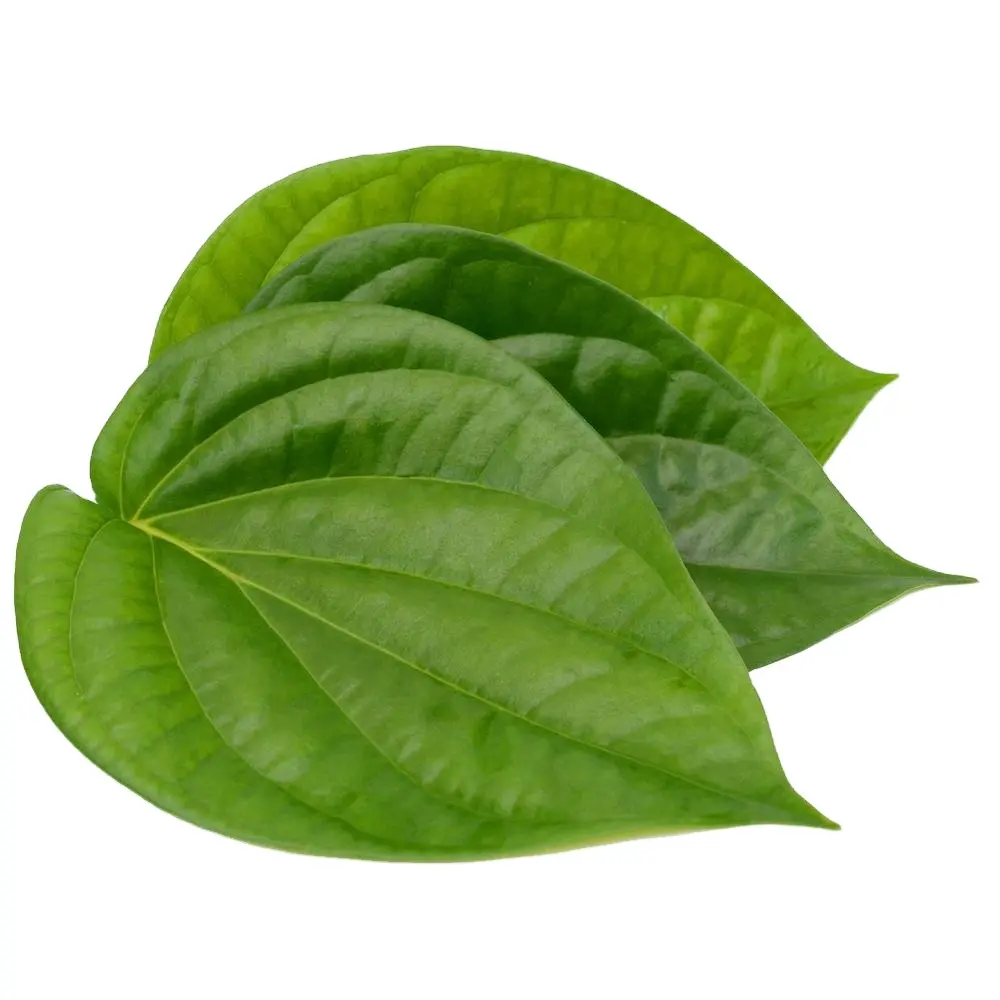 (ADAM) [HOT-SALE] WHOLESALE/BETEL LEAF/ LARGE SIZE FROM NATURAL/ GOOD OF GOOD QUALITY WITH CHEAPEST PRICE