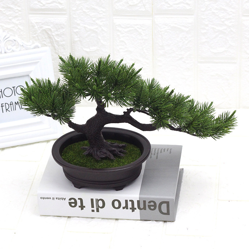 Aghi di pino bonsai verde scuro