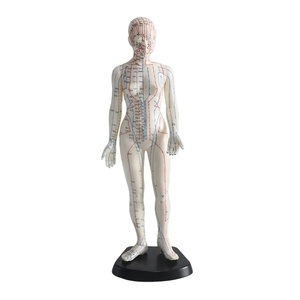 High Quality English <strong>Code</strong> 48cm Female Acupuncture Model Human Model - Product Image 1