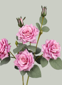 สีม่วง