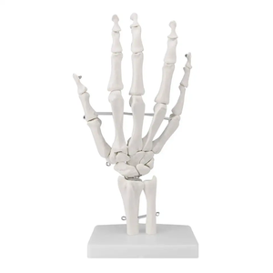 医療スケルトンモデル人間の手関節尺骨半径人間の等身大スケルトンモデル - Product Image 1
