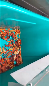 Indonesia Chilli <strong>Color</strong> Sorter Belt Type Chilli <strong>Sorting</strong> <strong>Machine</strong> with Full <strong>Color</strong> CCD <strong>Sensor</strong> Camera and Remote Function - Product Image 5