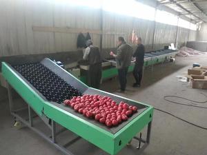 Línea de clasificación de patatas profesional Transportador de clasificación automática Máquina de pesaje y clasificación de frutas y verduras