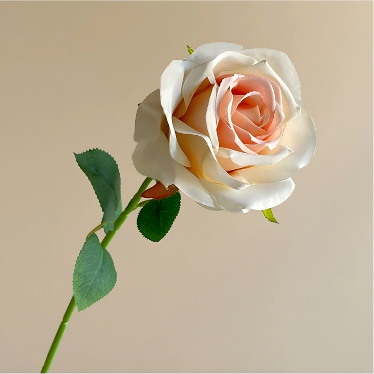 07-Couleur Champagne