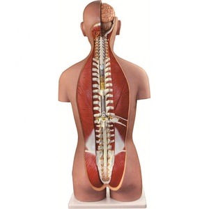 Yüksek kaliteli insan erkek ve dişi torso modeli ile geri açık - Product Image 6