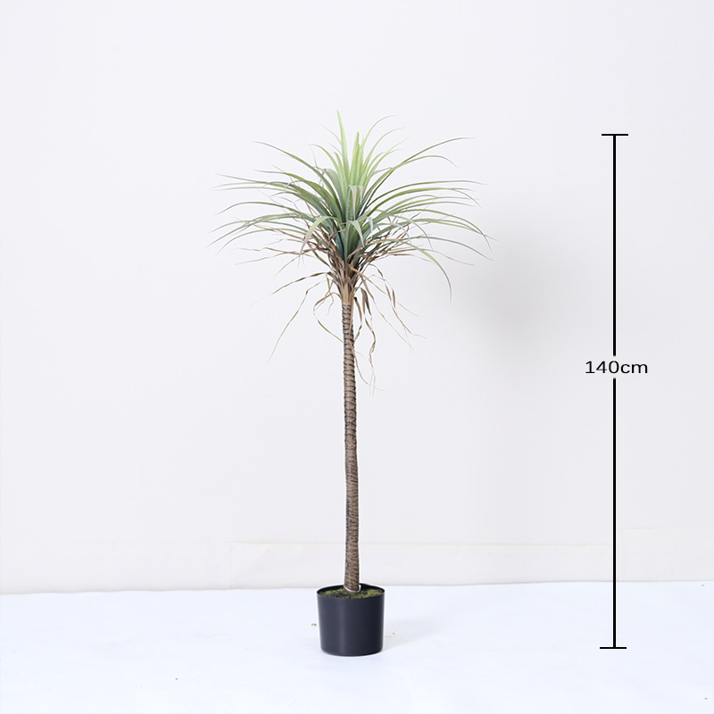 Yucca à une seule tige - 140 cm